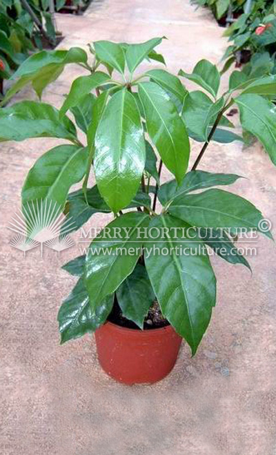 Schefflera amate